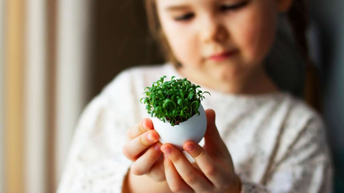 In diesem Artikel zeigen wir Ihnen, wie Sie Kresse mit Kindern anpflanzen und wie Sie dabei vorgehen können. (+ Anleitung)