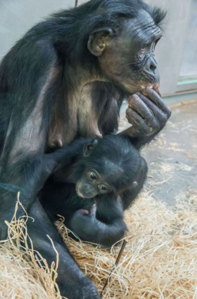 28. Januar: Trauer in der Wilhelma: Bonobo-Baby Koseka stirbt an einer Lugenentzündung. Die Kleine wird nicht einmal ein halbes Jahr alt. Hier geht es zum Artikel von damals