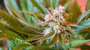 So viele Cannabispflanzen sind erlaubt