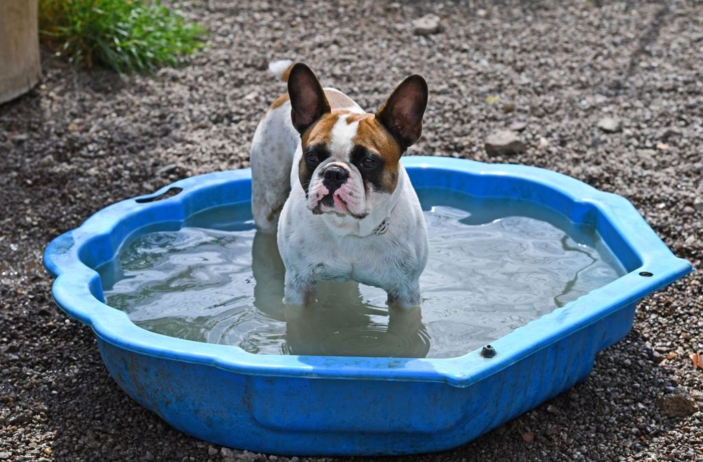 Bei Vollrath können die Hunde im Pool baden, unter einem Sonnendach dösen oder durch eine Betonröhre stromern.