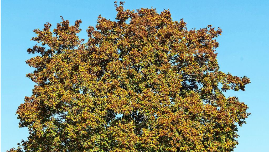 Ludwigsburg stellt Baum-Kontrolleure ein: Wer Bäume fällt, muss Strafe zahlen