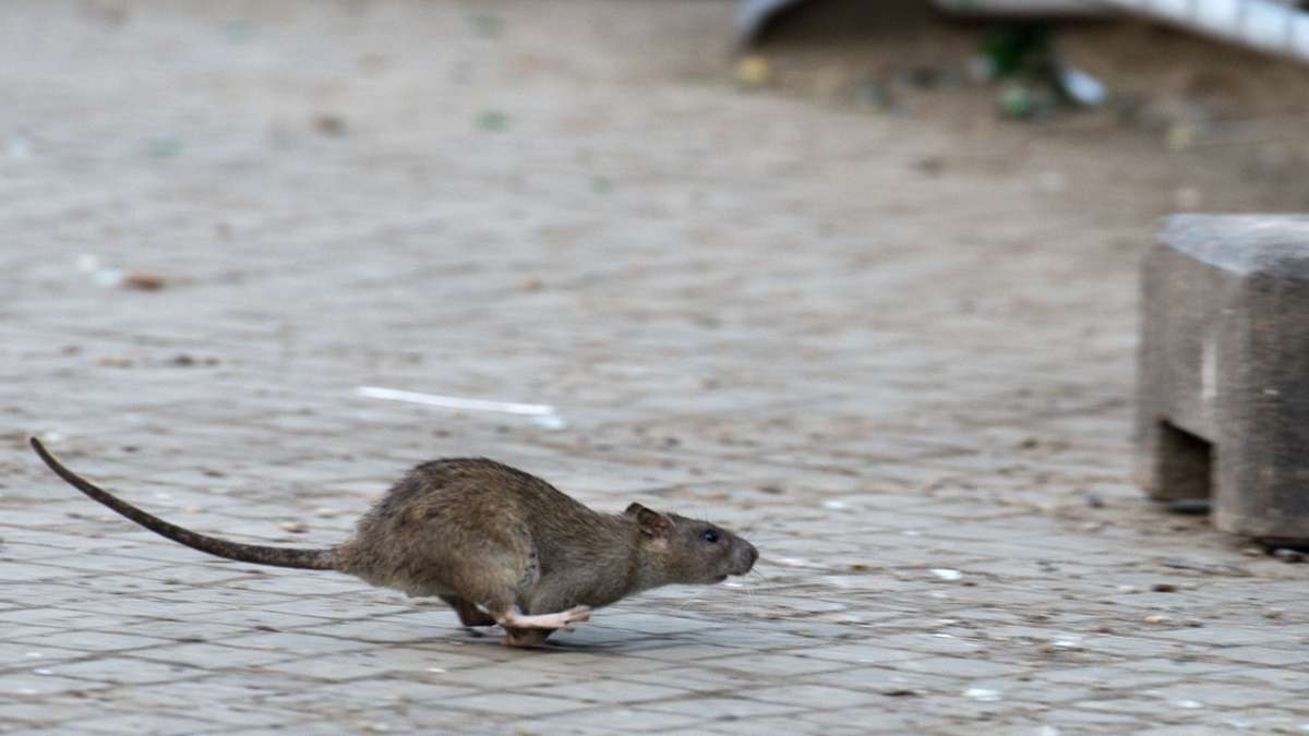 Rattenplage in Herrenberg: Entwarnung an der betroffenen Grundschule