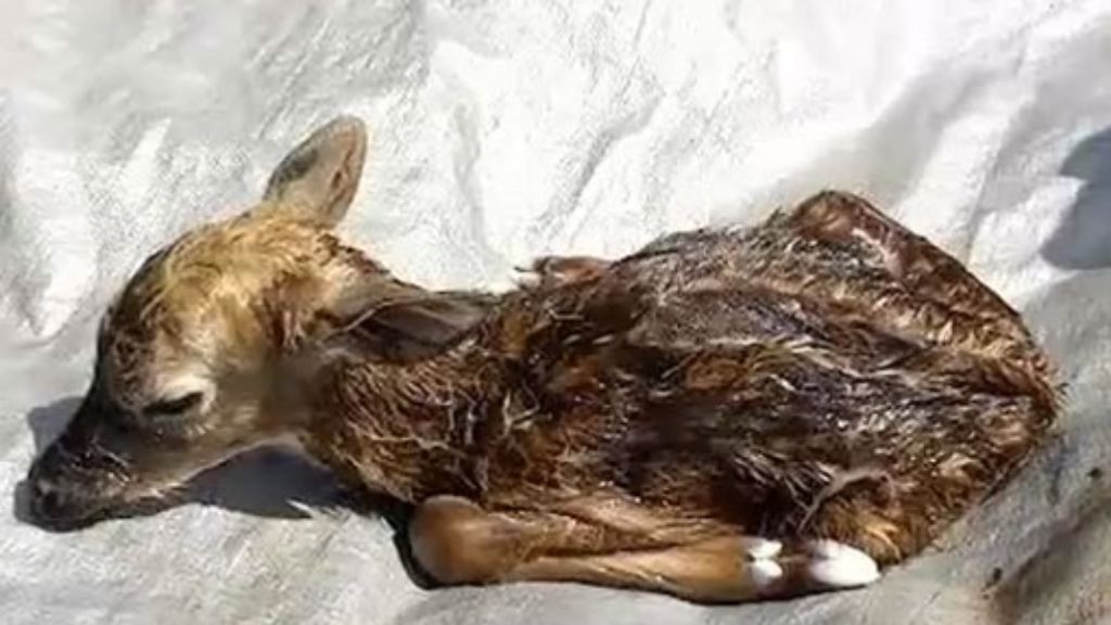 US-Amerikaner rettet Bambi: Rehkitz aus toter Mutter geschnitten