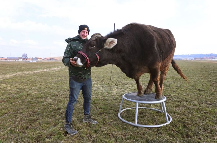 Kuhflüsterer trainieren die erstaunlichen Talente von Rindern