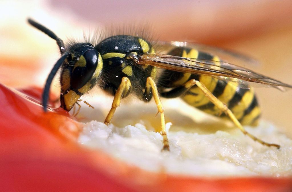 Im Juni fliegen die Wespen wieder – vor allem auf Fleisch. Erst im Spätsommer suchen sie vermehrt nach süßer Nahrung.