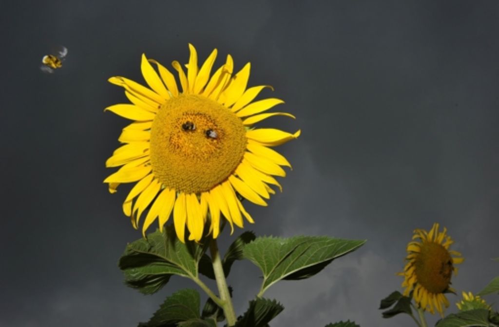 Der Blütenstand von Sonnenblumen ist nach den Regeln der Mathematik aufgebaut. Die Samen stehen so, dass sich Spiralen ergeben – im Uhrzeigersinn und in die andere Richtung. Die Zahl der Spiralen sind benachbarte Fibonacci-Zahlen, beispielsweise 34 und 55. Foto: dpa