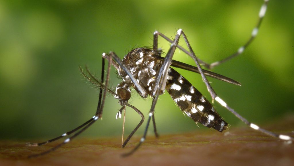 Asiatische Tigermücke: Erstmals Urlauber in Spanien mit Chikungunya-Virus infiziert