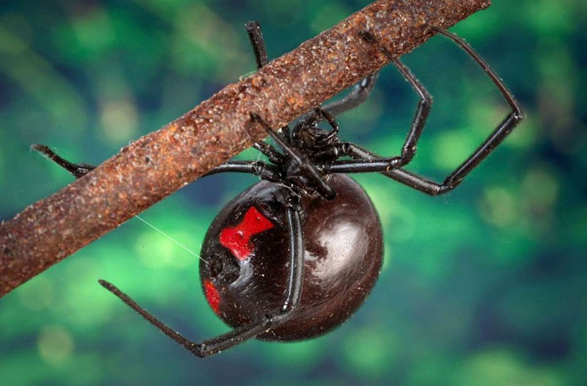 Südliche Schwarze Witwe: Die vier bis 15 Millimeter große Spinne ist in Nordamerika zuhause. Das starke Nervengift kann in schweren Fällen Schmerzen, Schwellungen und starke Krämpfe hervorrufen.