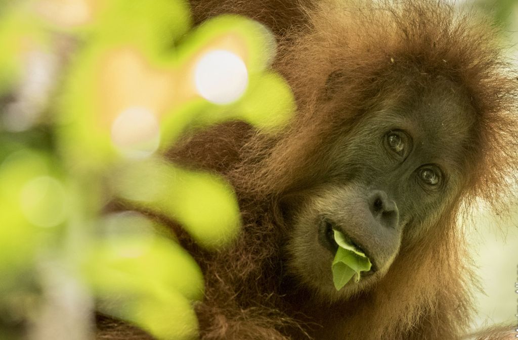 Nach jahrelanger Arbeit fanden Forscher jedoch heraus, dass sich die isoliert lebende Gruppe auf Sumatra deutlich von den übrigen Tieren unterscheidet, insbesondere durch eine andere Schädelform.