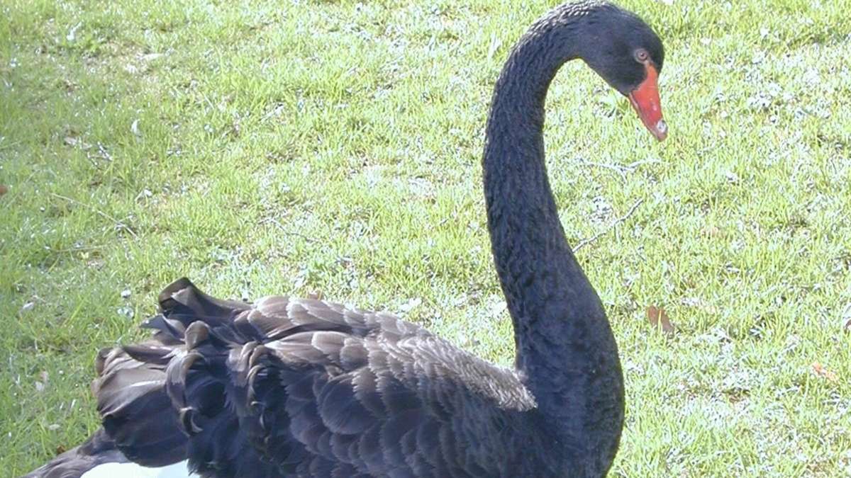 Rätsel in Bad Liebenzell: Seltener schwarzer Schwan seit Wochen vermisst