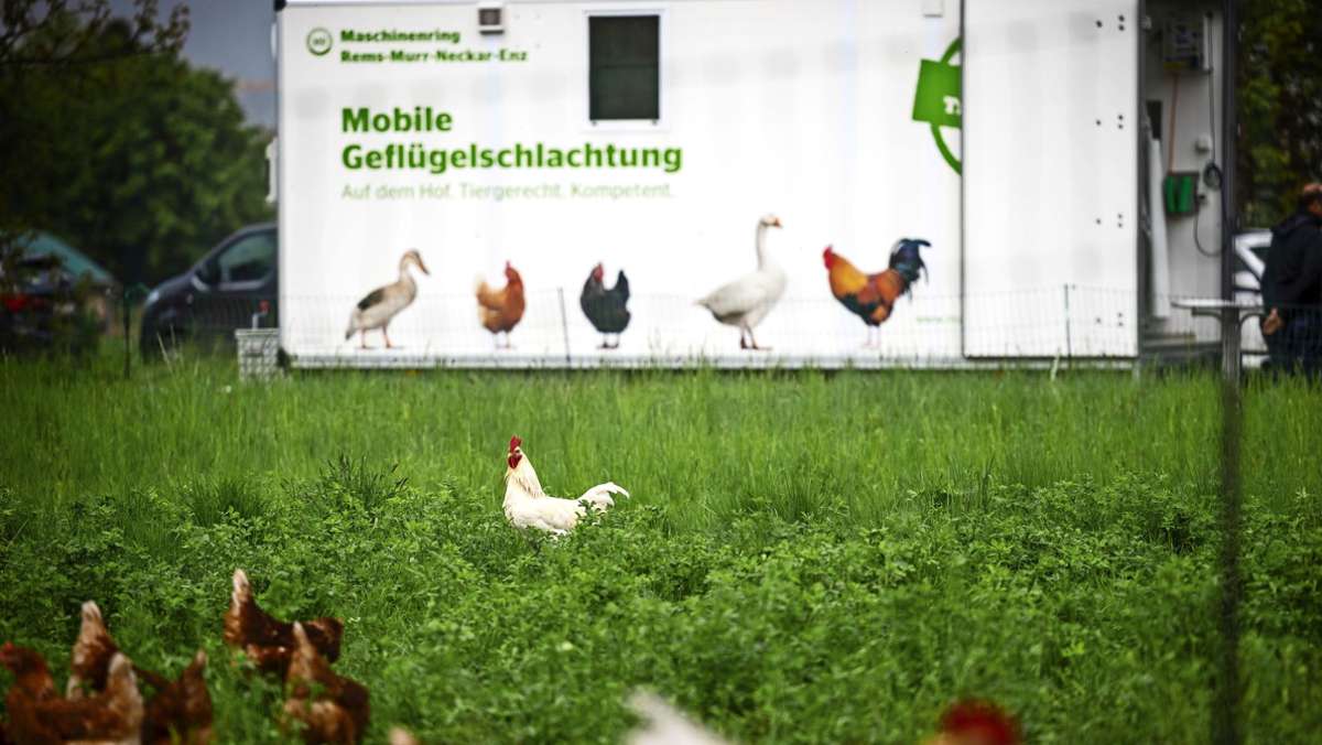 Hühner im Rems-Murr-Kreis: Ein Tötungsmobil für das Tierwohl