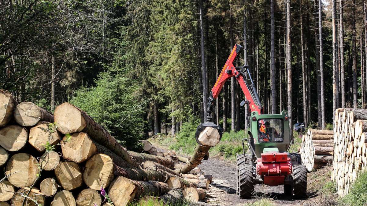 Seebach im Ortenaukreis: 60-jährige Waldarbeiterin wird von Baum erschlagen