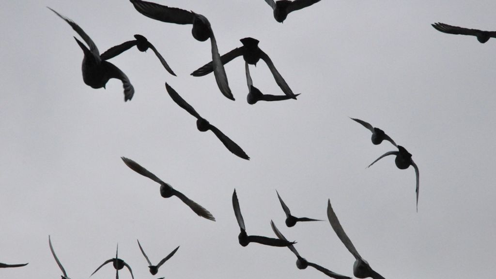 Tierschutz in Bad Cannstatt: Ein Turm für Tauben