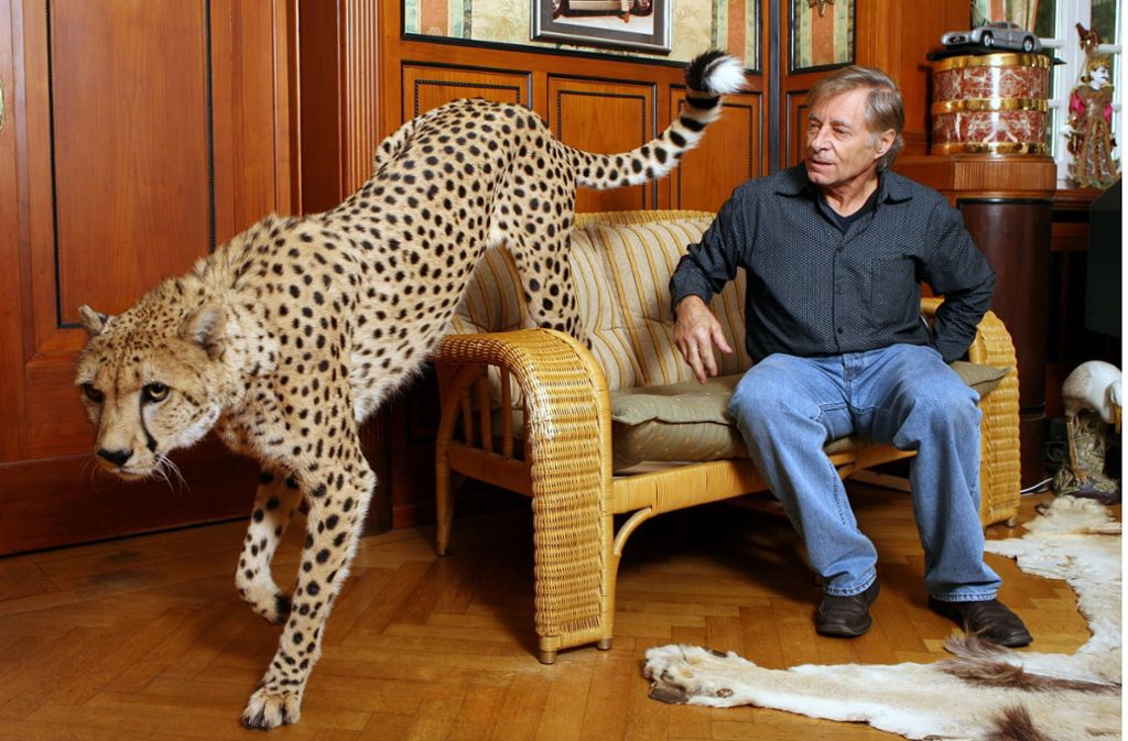 Oft liegen seine Geparden neben Hans-Peter Gaupp auf dem Sofa, während er im TV Fußball sieht.