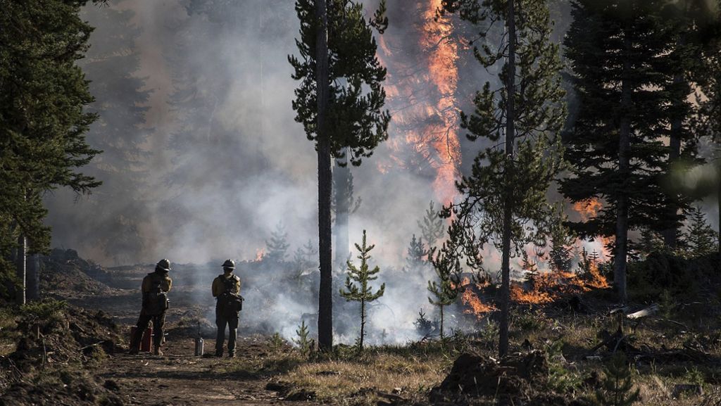 Naturkatastrophe in den USA: Großer Waldbrand wütet in Wyoming