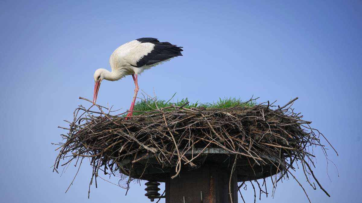 Ast für Ast: Ein Storch baut in Fehrbellin/Linum an seinem Nest. Der Ort in Brandenburg ist bekannt für die große Anzahl von Störchen, die hier alljährlich brüten.