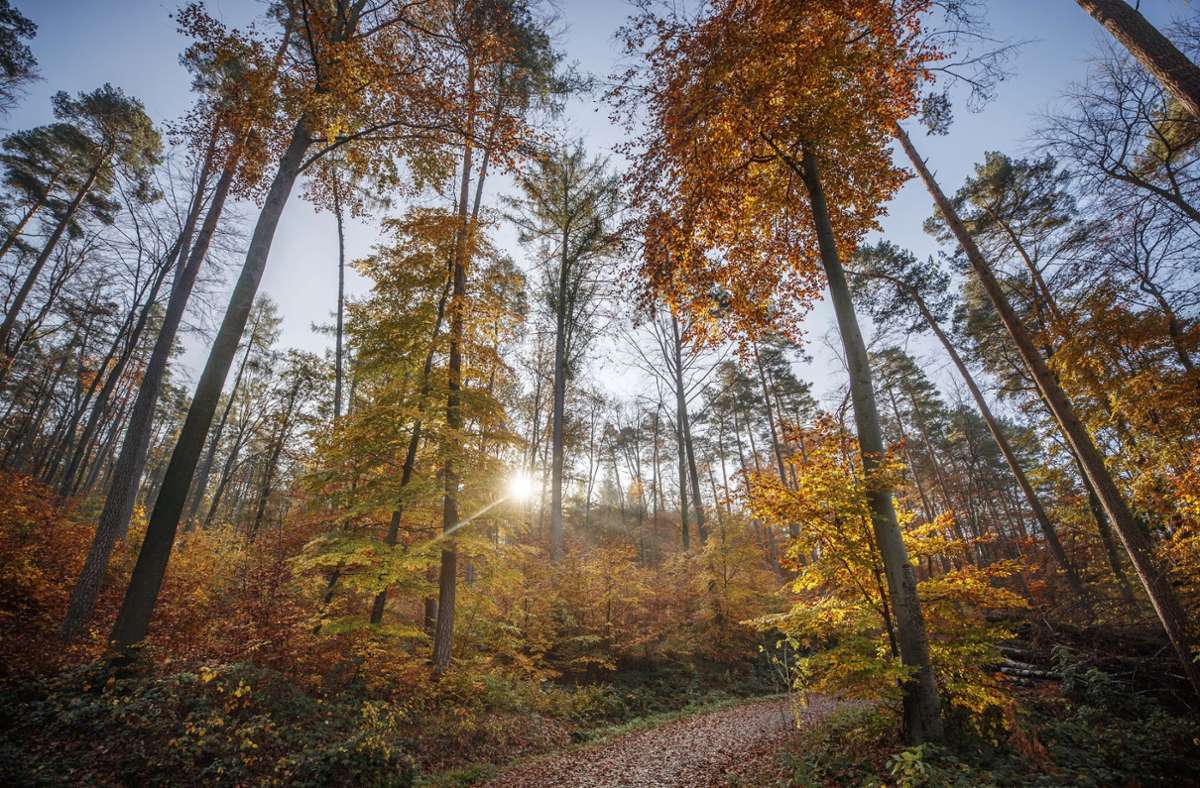 Der Herbstwald leuchtet derzeit in intensiven Farben. Wie man ihn intensiv erleben kann, dafür hat ...