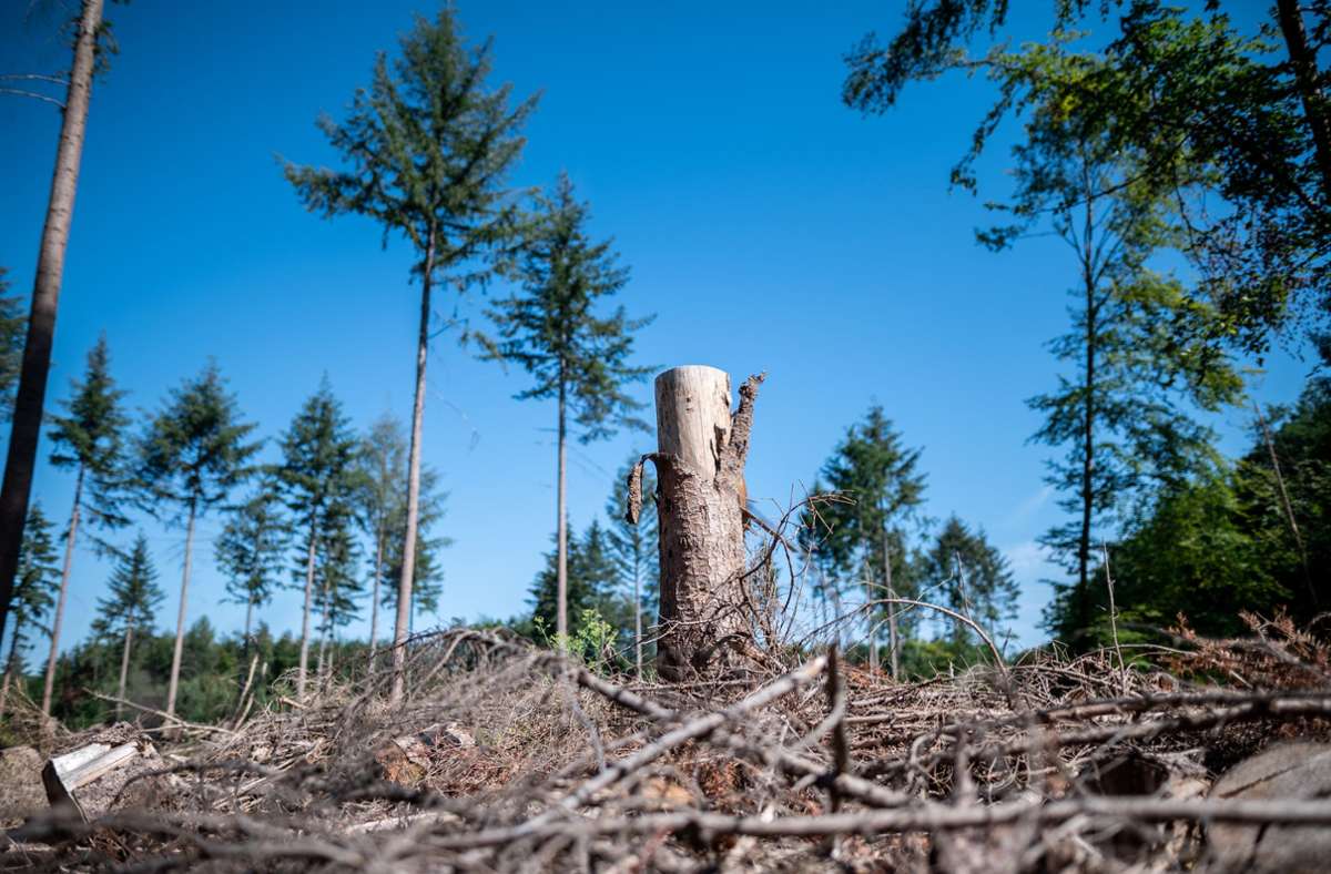 Nordrhein-Westfalen, Meckenheim: Ein Baumstumpf steht inmitten von Fichten in einem Wald. bei Meckenheim in Nordrhein-Westfalen Die Lage der deutschen Wälder verschärft sich: Bäume werden durch Borkenkäfer und Dürre auch 2020 massenhaft absterben, schätzen Experten.