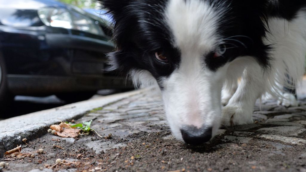 Leinfelden-Echterdingen: Gefährliche Köder für Hunde ausgelegt