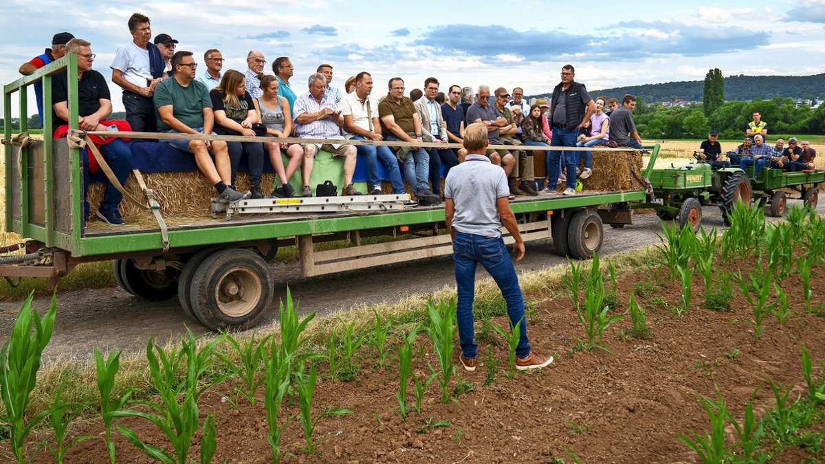 Ausblick auf die Ernte im Strohgäu: Trockenheit schadet  weniger als befürchtet