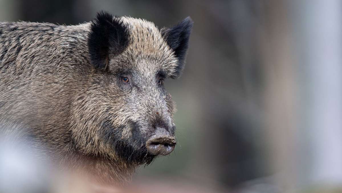  Im Ostalbkreis hat ein Autofahrer eine Rotte Wildschweine erfasst. Eines der Tiere soll ganze 25 Meter weit geschleudert worden sein. 