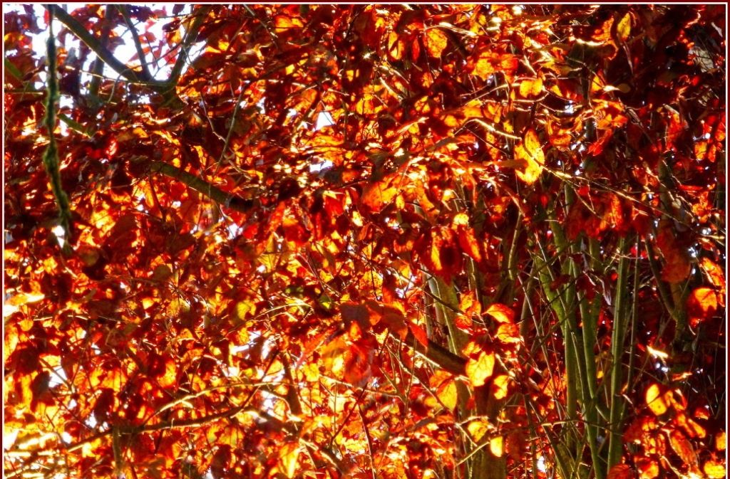 Wenn sich die Blätter der Bäume verfärben und in leuchtendem Rot, Geld oder Orange strahlen.
