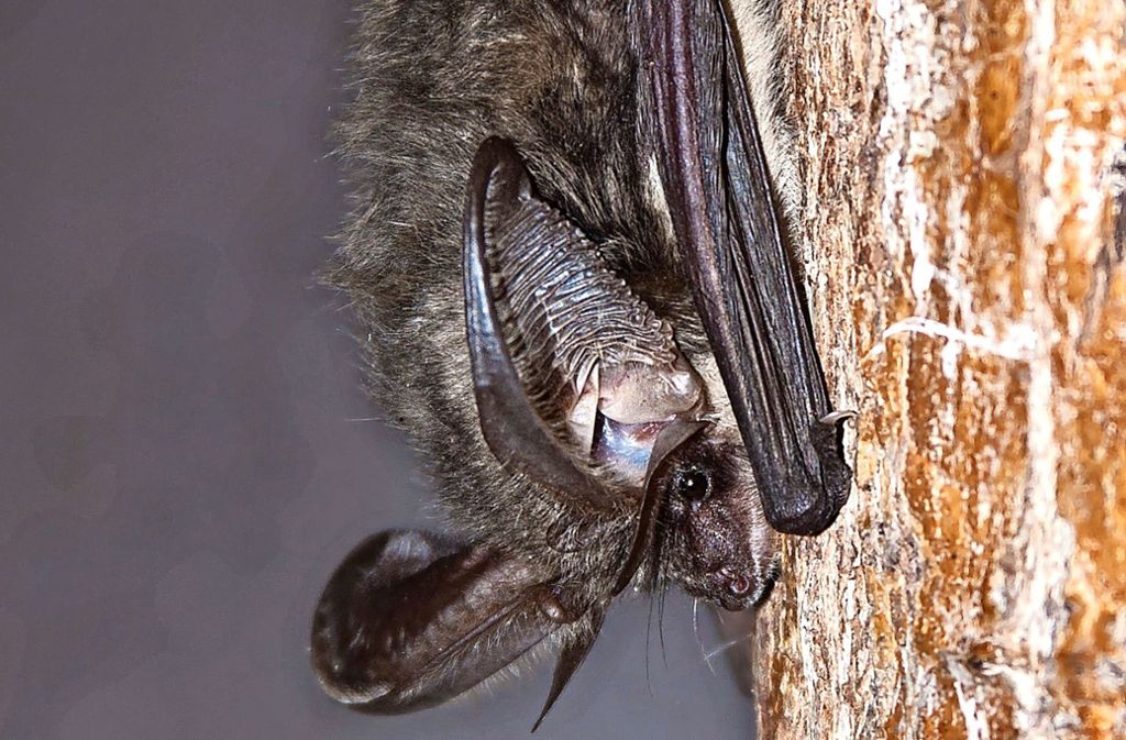 Das streng geschützte Graue Langohr ist eines von 5000 Fledermäusen, die in den Tunneln leben. Foto: Stock.Adobe