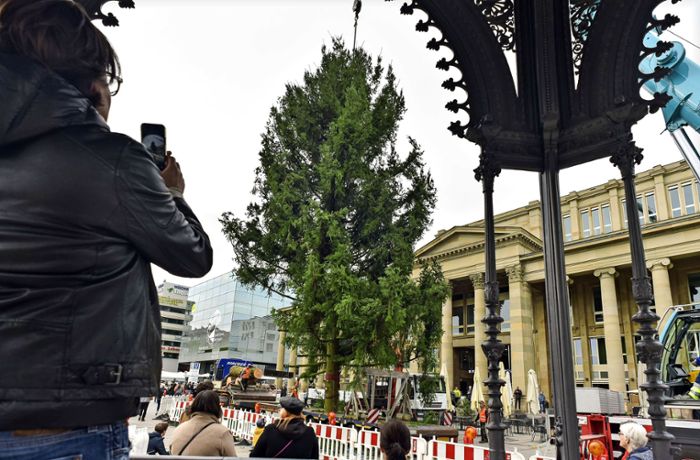 Baum aus Althütte auf dem Schlossplatz: Wir sind Weihnachtsbaum