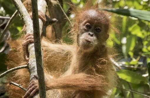 Die neue Spezies, die nach ihrer Heimatregion auf den Namen Tapanuli Orang-Utan (Pongo tapanuliensis) getauft wurde, gilt mit nur 800 Individuen nun als die seltenste Menschenaffen-Art der Welt. Foto: WWF/Maxime Aliaga