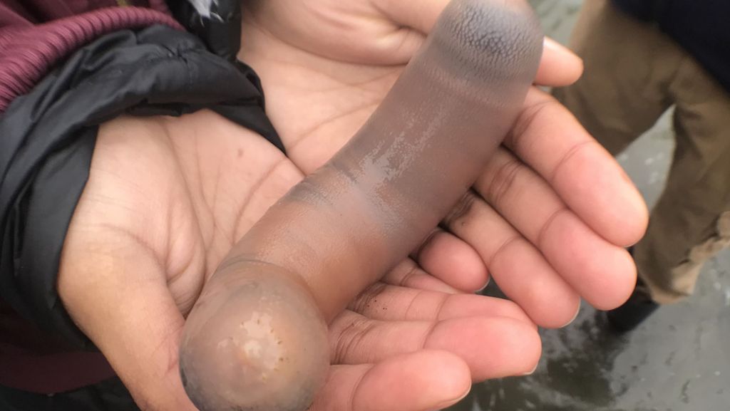  Dieser Anblick ist nicht ganz jugendfrei: Diese Woche sind tausende Seewürmer an Kaliforniens Küste angespült worden. Wegen ihrer Form werden sie auch „Penisfisch“ genannt. 