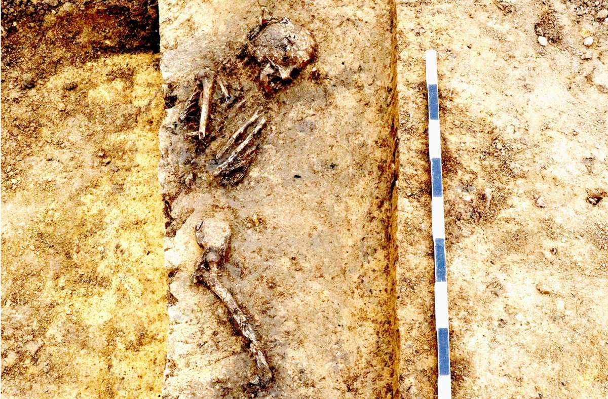 Bei den Rettungsgrabungen im Leinfelder Baugebiet Schelmenäcker wurde das Skelett einer erwachsenen Frau gefunden. Foto: Landesamt für Denkmalpflege/Archaeo-BW GmbH