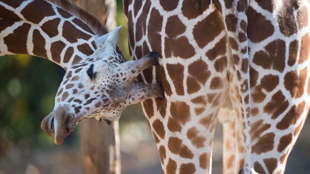Livestream von schwangerer Giraffe: Millionen wollen bei Geburt dabei sein