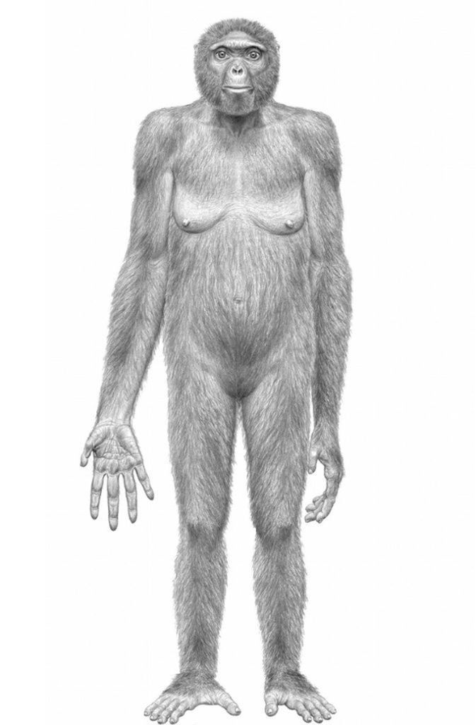 Ardi ist ein 4,4 Millionen Jahre altes, weitgehend erhaltenes Skelett eines Individuums der Art Ardipithecus ramidus. Die Überreste des vermutlich weiblichen Fossils wurden zwischen 1994 und 1996 im Nordosten Äthiopiens im Afar-Dreieck geborgen.