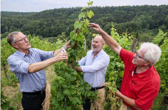 Weinfest in Leonberg: Politiker versuchen sich als Wengerter