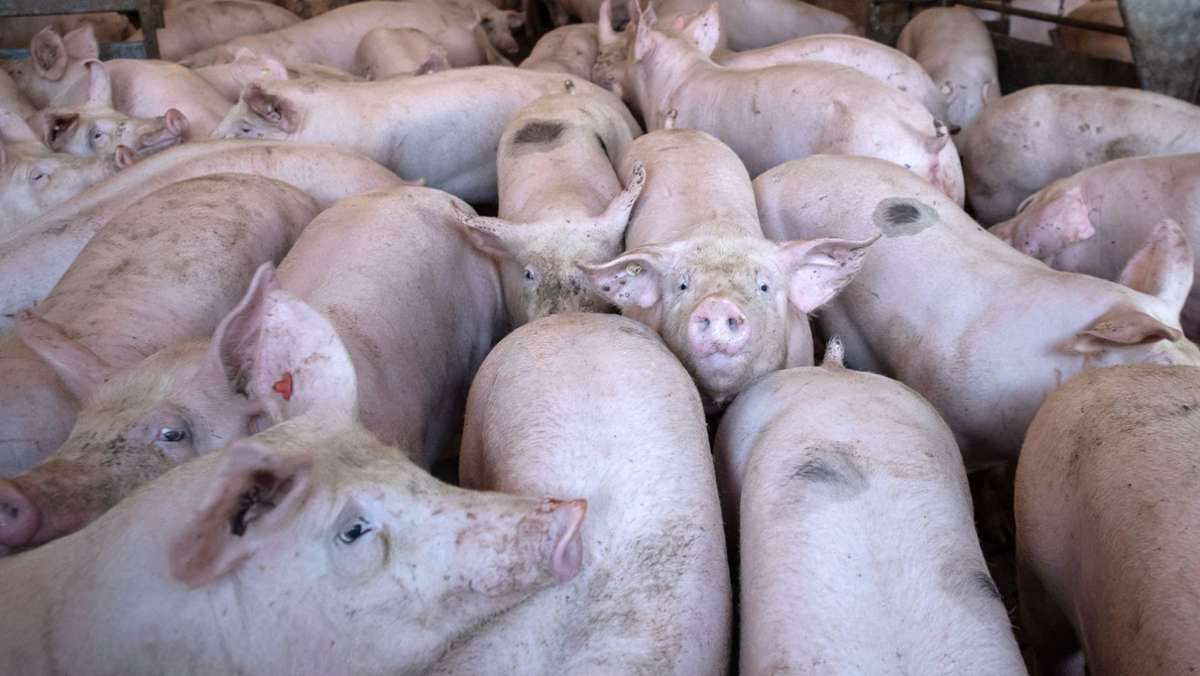 Coronavirus  bei Schweinen: Droht eine Corona-Ansteckung durch  Schweine?