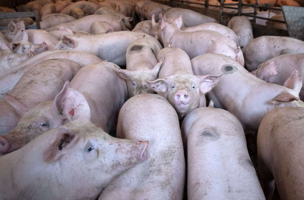 Schweine in einem Stall im niedersächsischen  Kirchlinteln: Das bei Schweinen auftretende Coronavirus Sads-CoV  kann sich offenbar auch in menschlichen Atemwegs-, Lungen- und Darmzellen vermehren. Foto: Sina Schuldt/dpa
