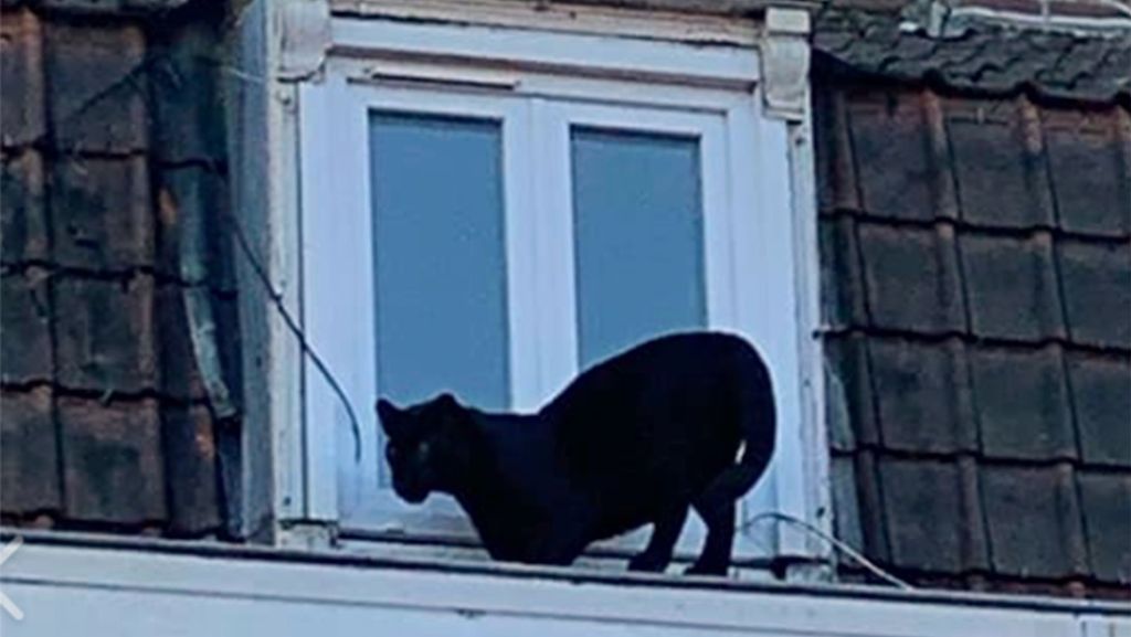  In einer französischen Kleinstadt spaziert ein Panther seelenruhig auf Hausdächern herum. Die Polizei kann das Tier mit Hilfe eines Betäubungspfeils einfangen. Nun sucht sie nach dem Besitzer der Raubkatze. 
