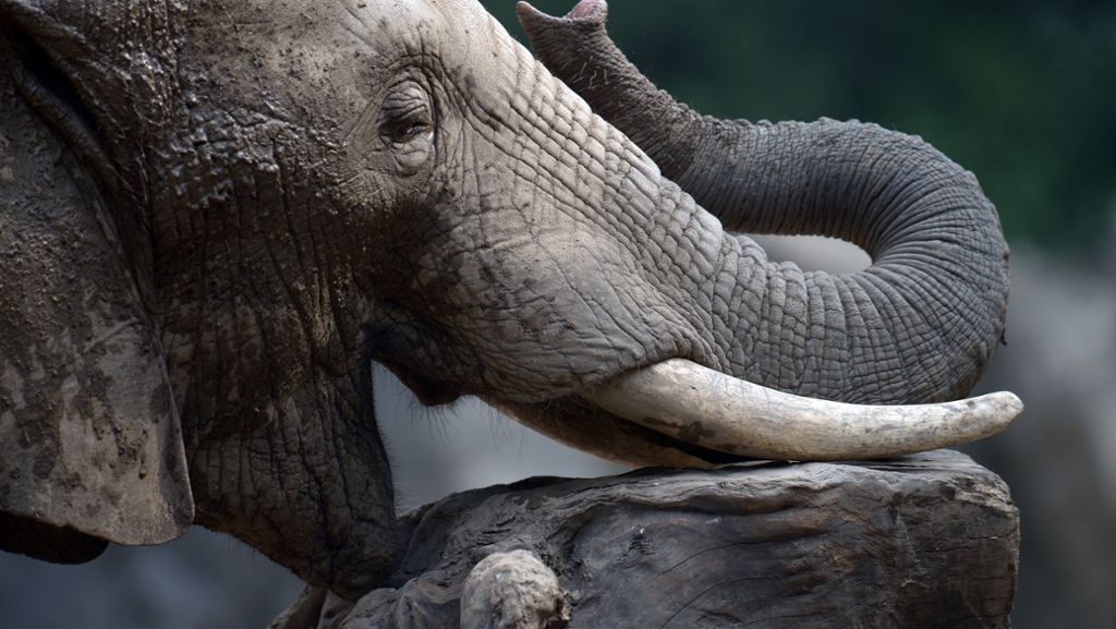  Ein in freier Wildbahn lebender Elefant hat in Nepal einen 62-jährigen Mann getötet. Im Himalaya-Staat kommt es immer wieder zu solchen tragischen Vorfällen. 