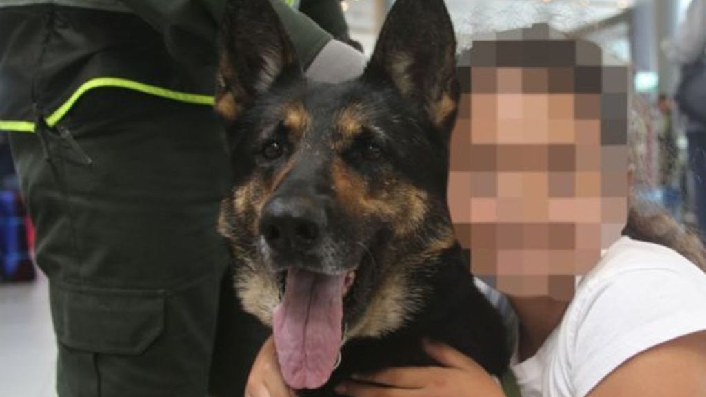  Sombra ist die beste Spürnase der kolumbianischen Polizei. Der Drogenspürhund ist derart erfolgreich, dass ein Kartell nun ein Kopfgeld auf das Tier ausgesetzt hat. 