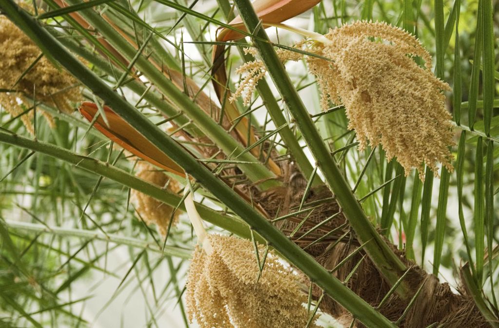 Palmen, hier eine Senegal-Dattelpalme (Phoenix reclinata), sind der Inbegriff für tropische Bepflanzung, diese hier kann auch im heimischen Wohnzimmer gedeihen.