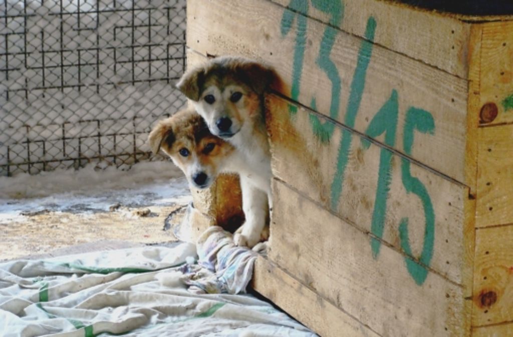 Das größte Tierheim der Welt liegt 110 Kilometer nordwestlich von Bukarest und wird ausschließlich durch private Spenden aus Deutschland finanziert.