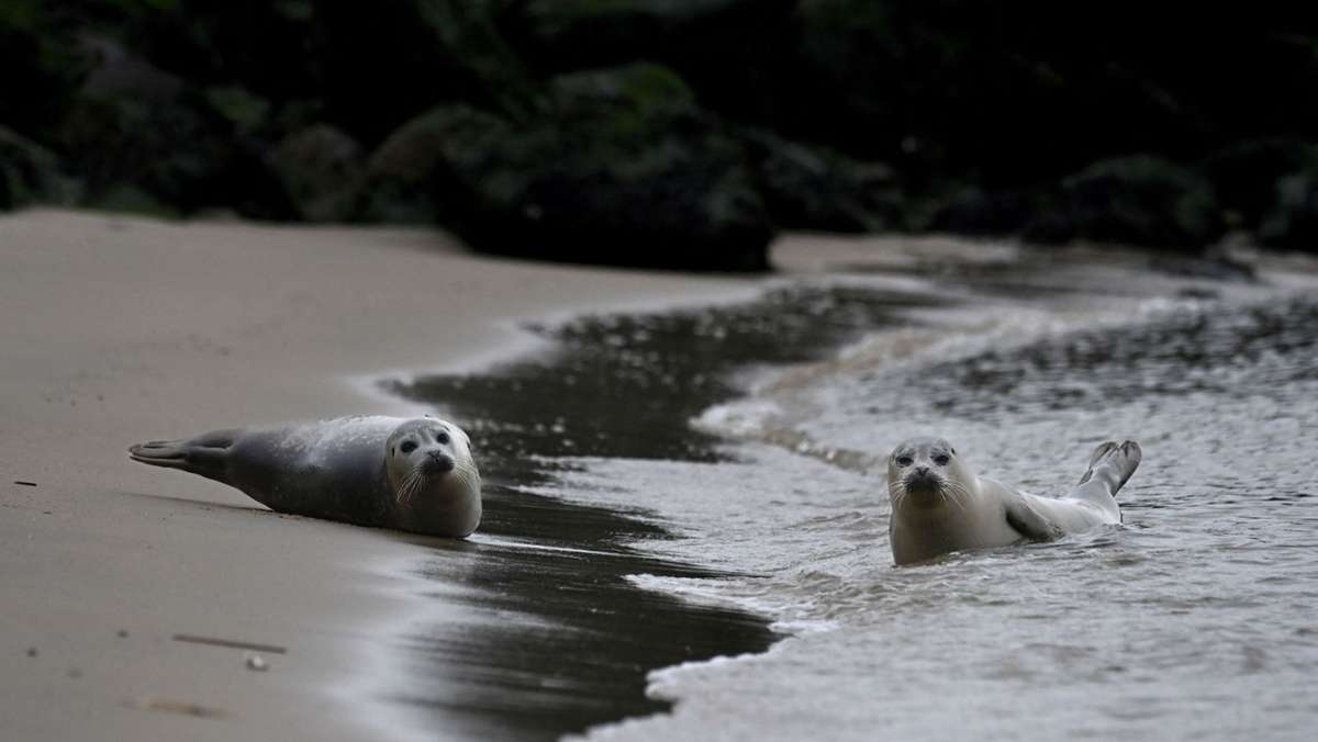 Ostende in Belgien: Wenn Nordsee-Robben Hunde beißen