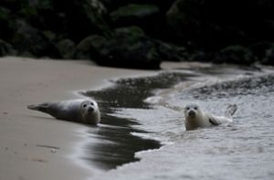 Wenn Nordsee-Robben Hunde beißen