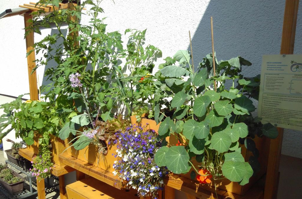 Die Geco-Gardens sehen aus wie kleine Hochbeete und sind ökologische Kleingartensysteme für Balkon oder Terrasse. Gegossen werden sie automatisiert über eine Solar-Bewässerung.