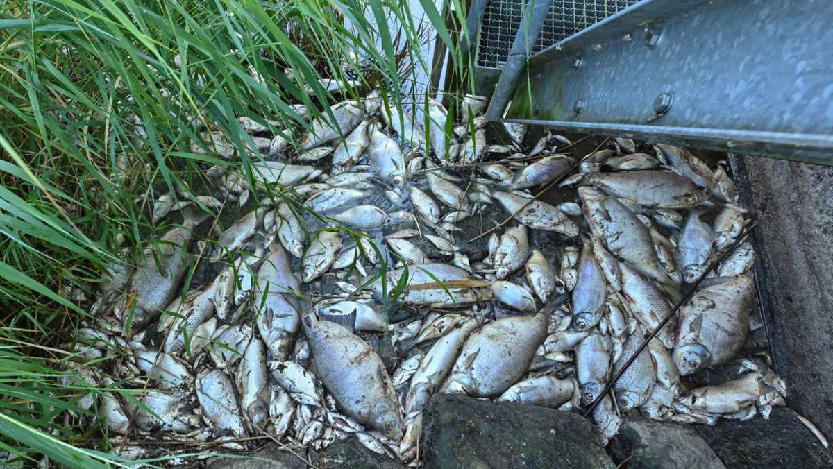 Fischsterben in der Oder: Welche Folgen die Umweltkatastrophe hat