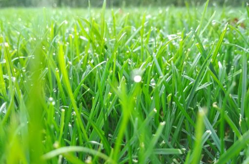Wenn es immer wieder regnet, bleibt der Rasen durchgehend feucht. In diesem Artikel zeigen wir Ihnen, wie Sie nassen Rasen mähen können.