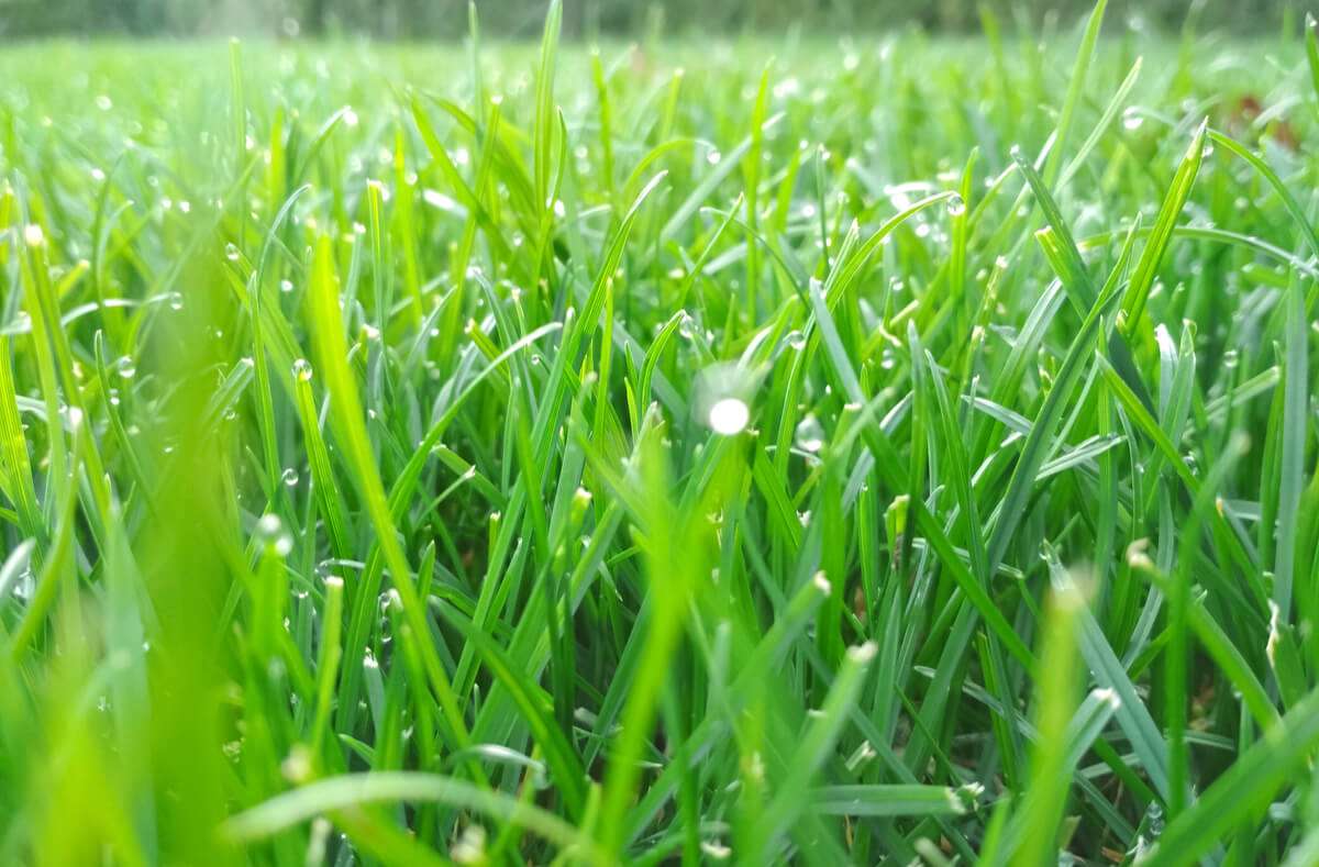 Wenn es immer wieder regnet, bleibt der Rasen durchgehend feucht. In diesem Artikel zeigen wir Ihnen, wie Sie nassen Rasen mähen können.