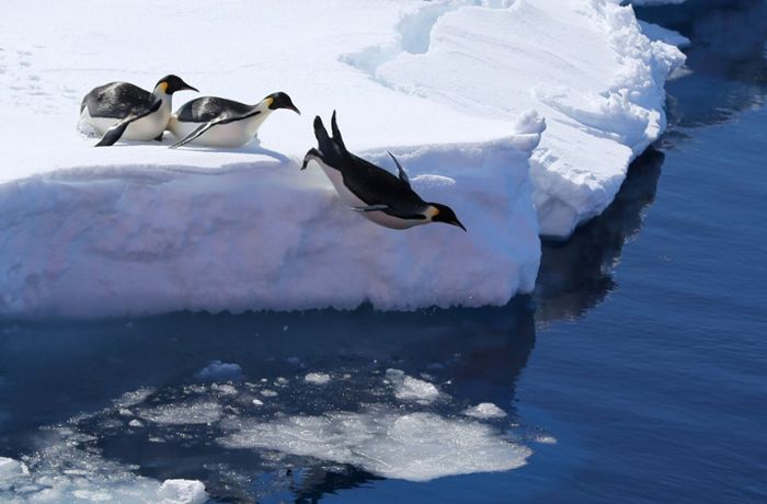Kot-Bilder aus dem Weltall lassen auf neue Pinguin-Kolonien schließen