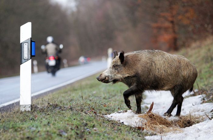Reflektoren verhindern Unfälle mit Wildschweinen und Rehen nicht
