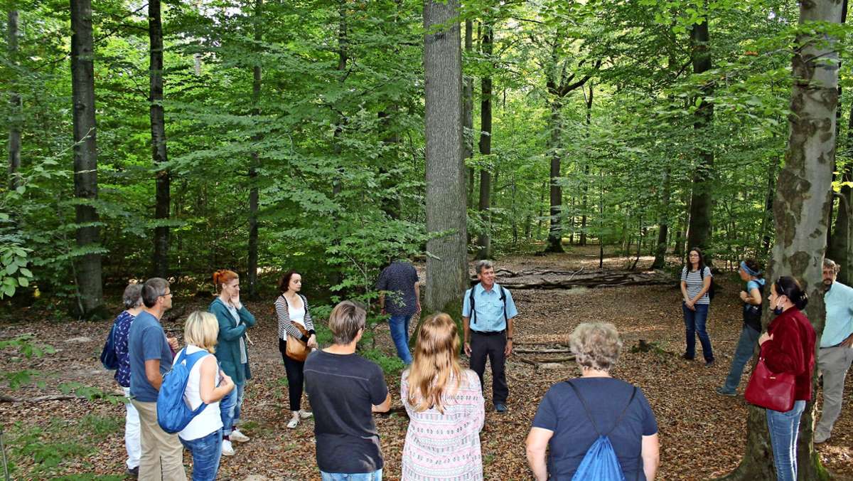 Experten-Rundgang in Stuttgart-Degerloch: Der Wald als wichtiger Klimapartner